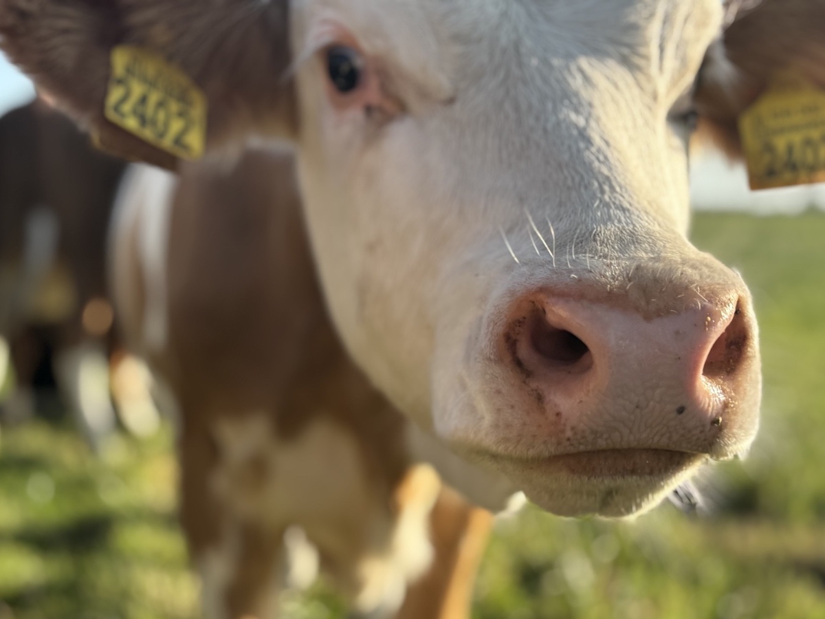 Boterbloemen in het natuurgrasland