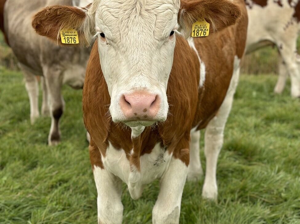 Onze koeien