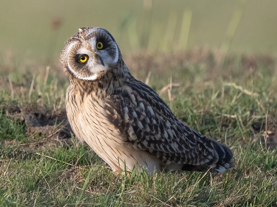 Weidevogels en natuur