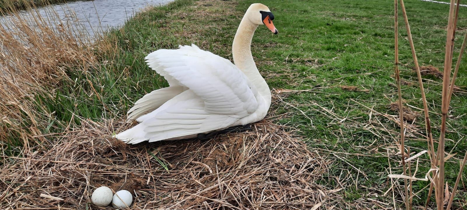 Zwaan op het nest