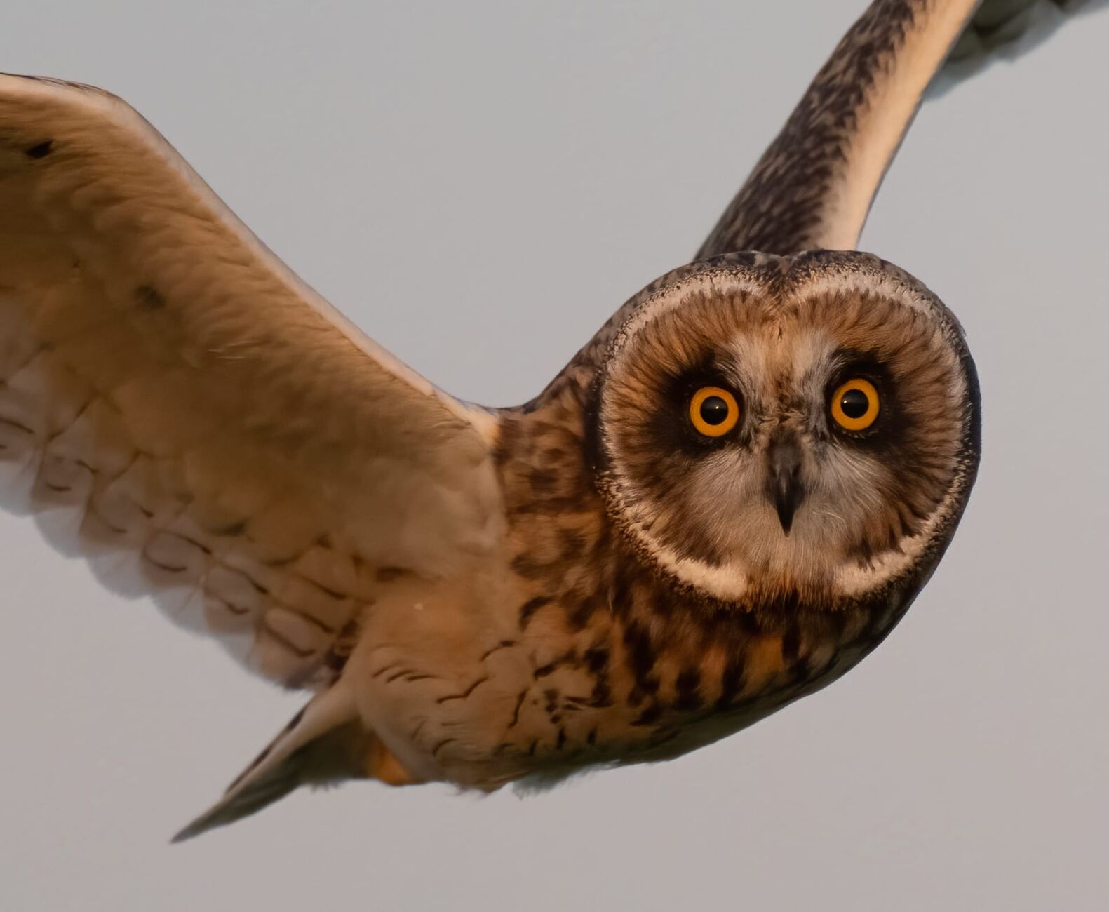 Velduil in vlucht boven de polder