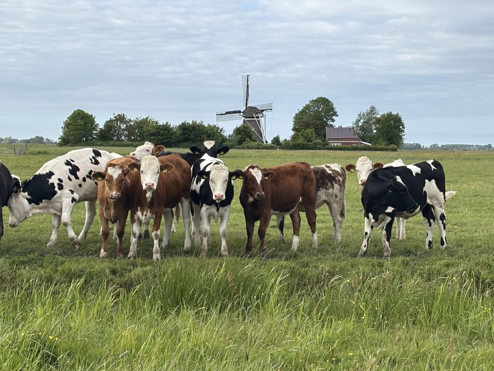 De kudde in de wei met de molen op de achtergrond